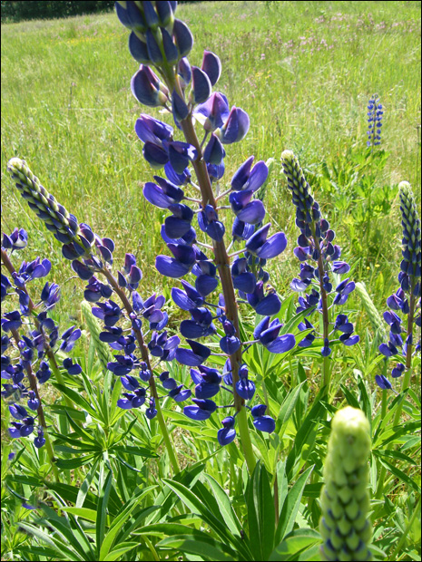Lupine