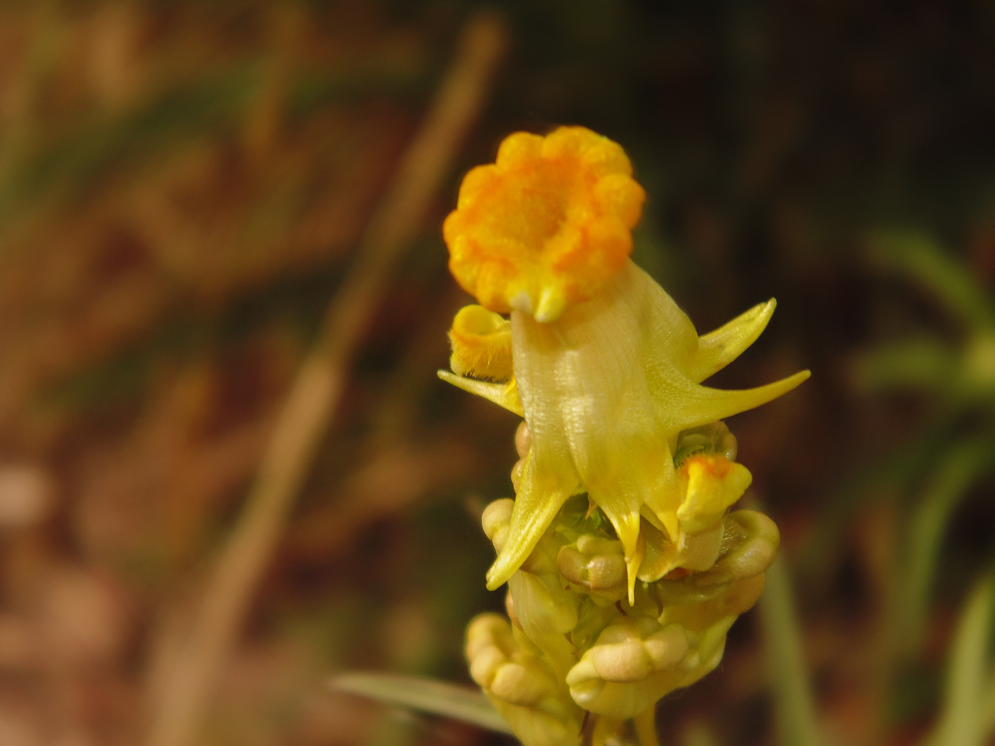 Schattierungen von Gelb