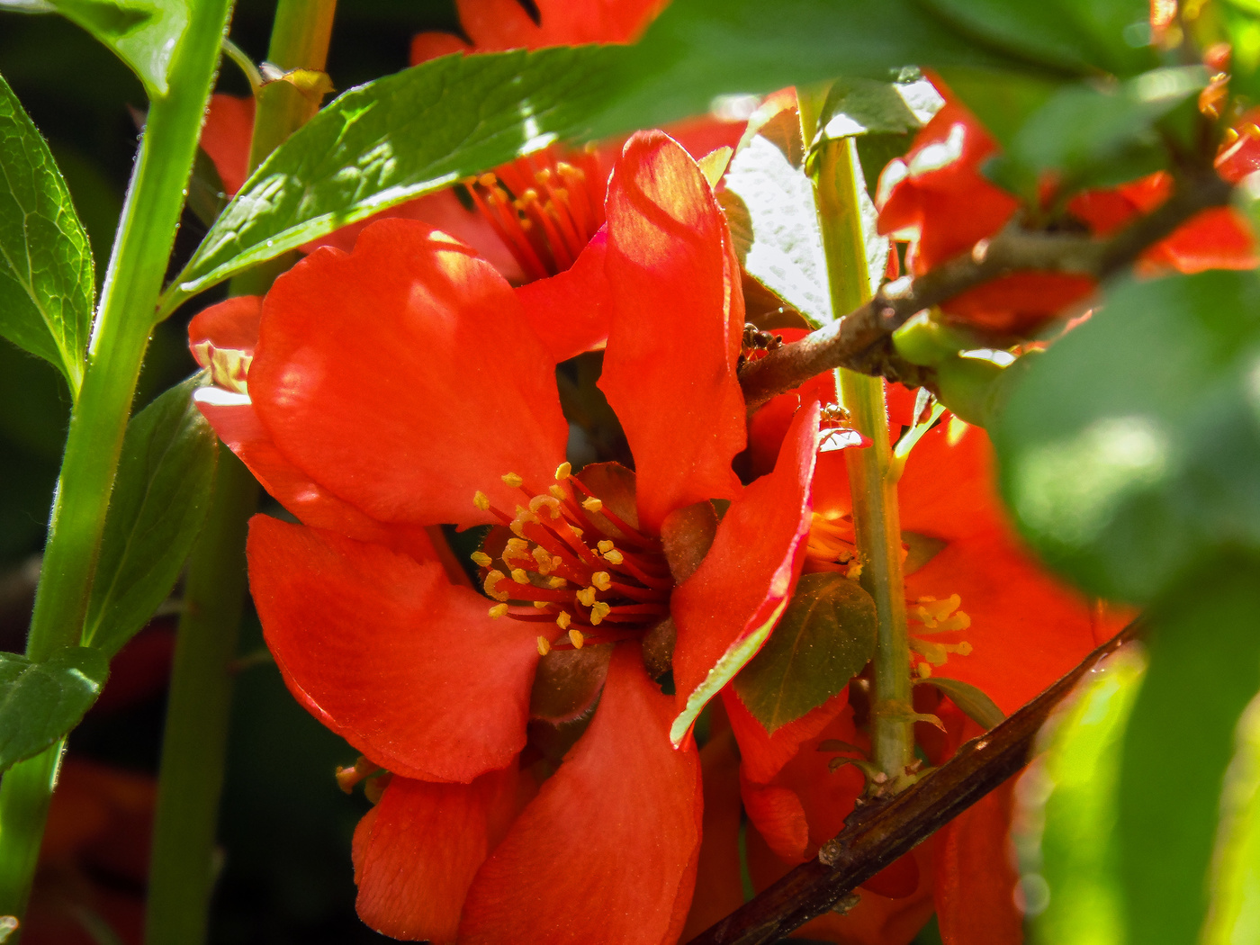 So groß ist wie das Leben