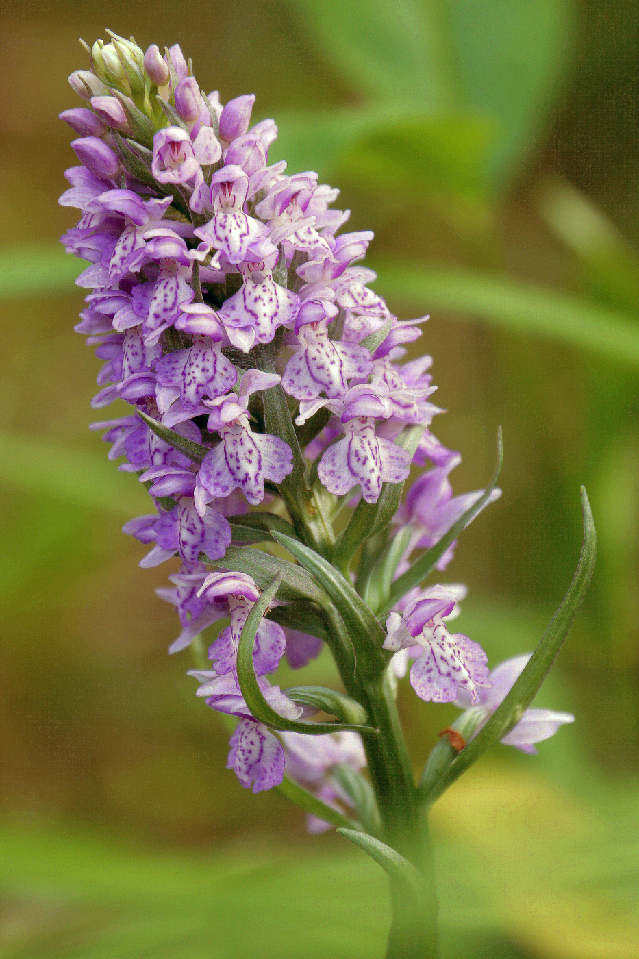 Wild Orchid
