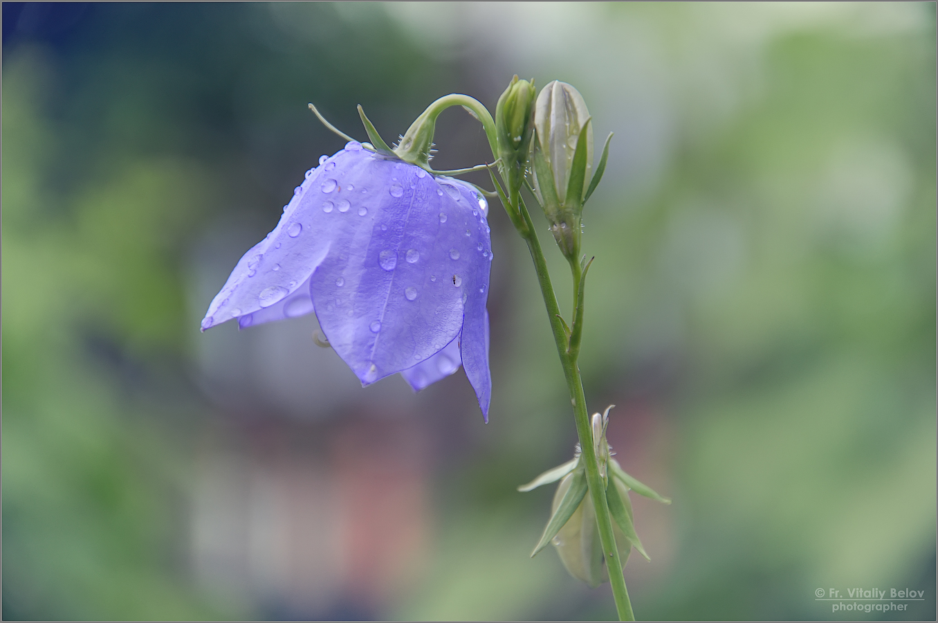Campanula