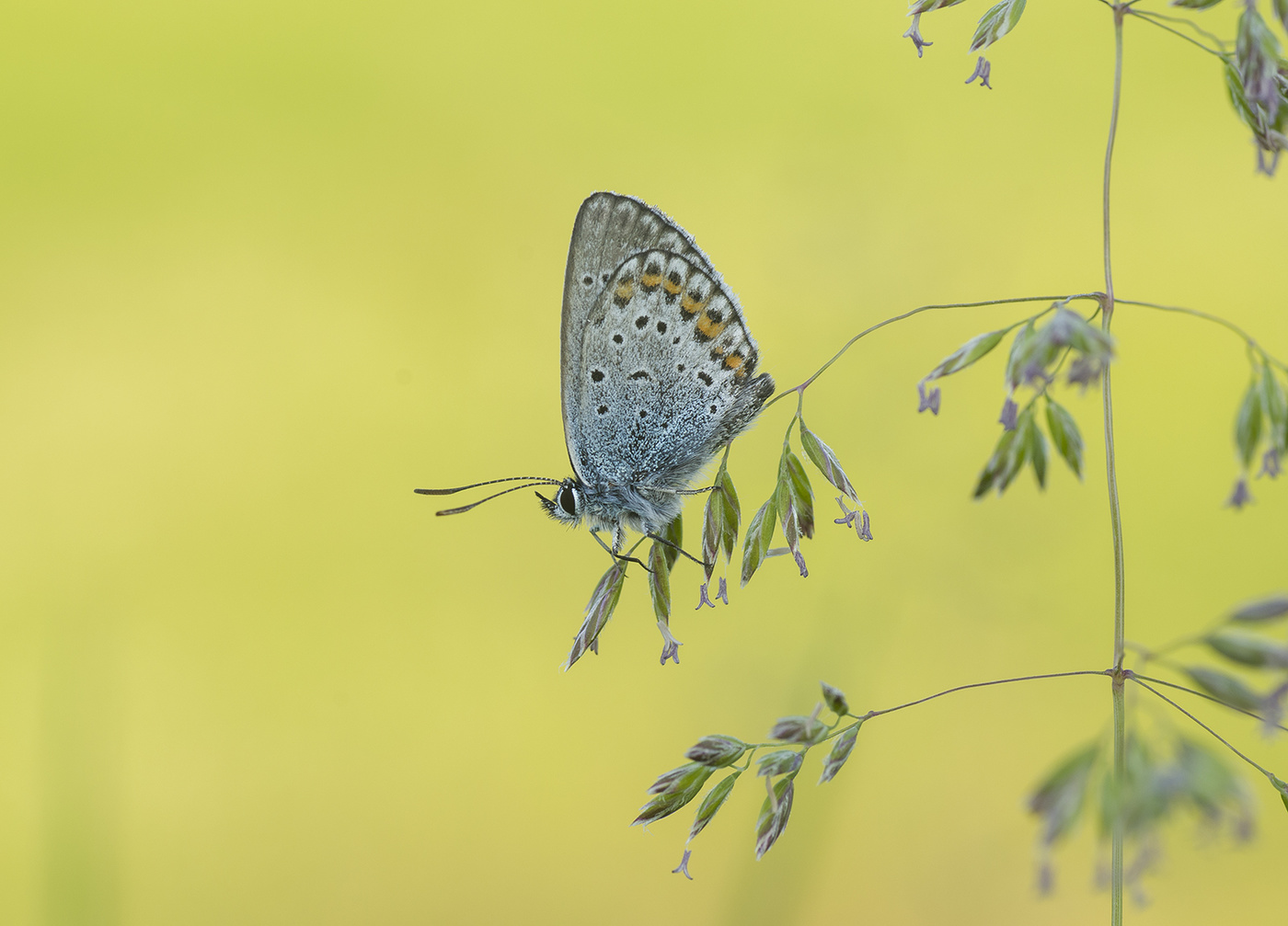 Kupfer-Schmetterling