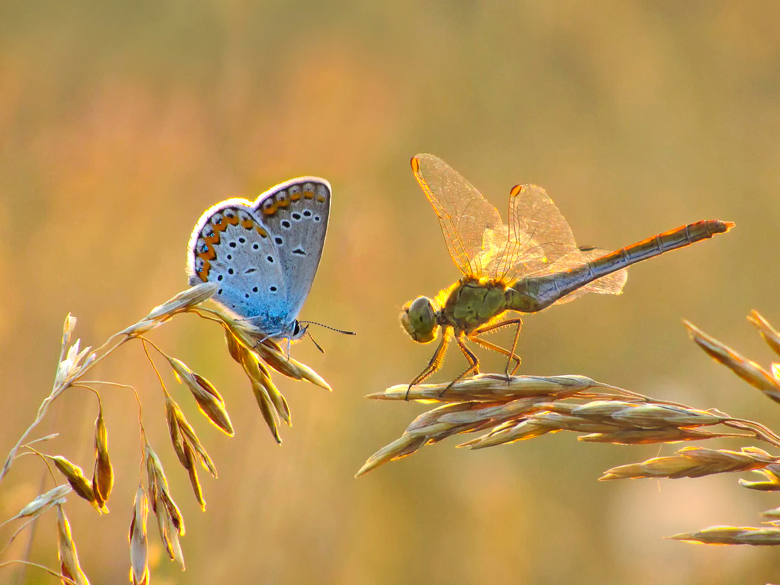Aufrichtigen Gespräch