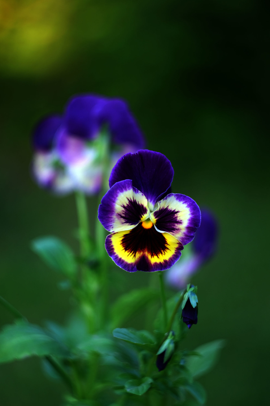 Pansy