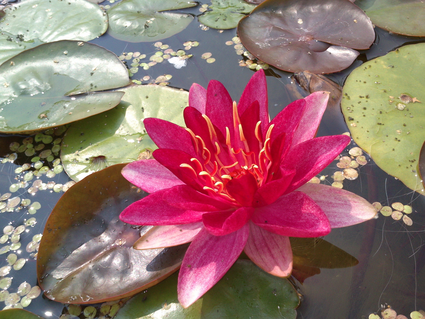 Waterlily.