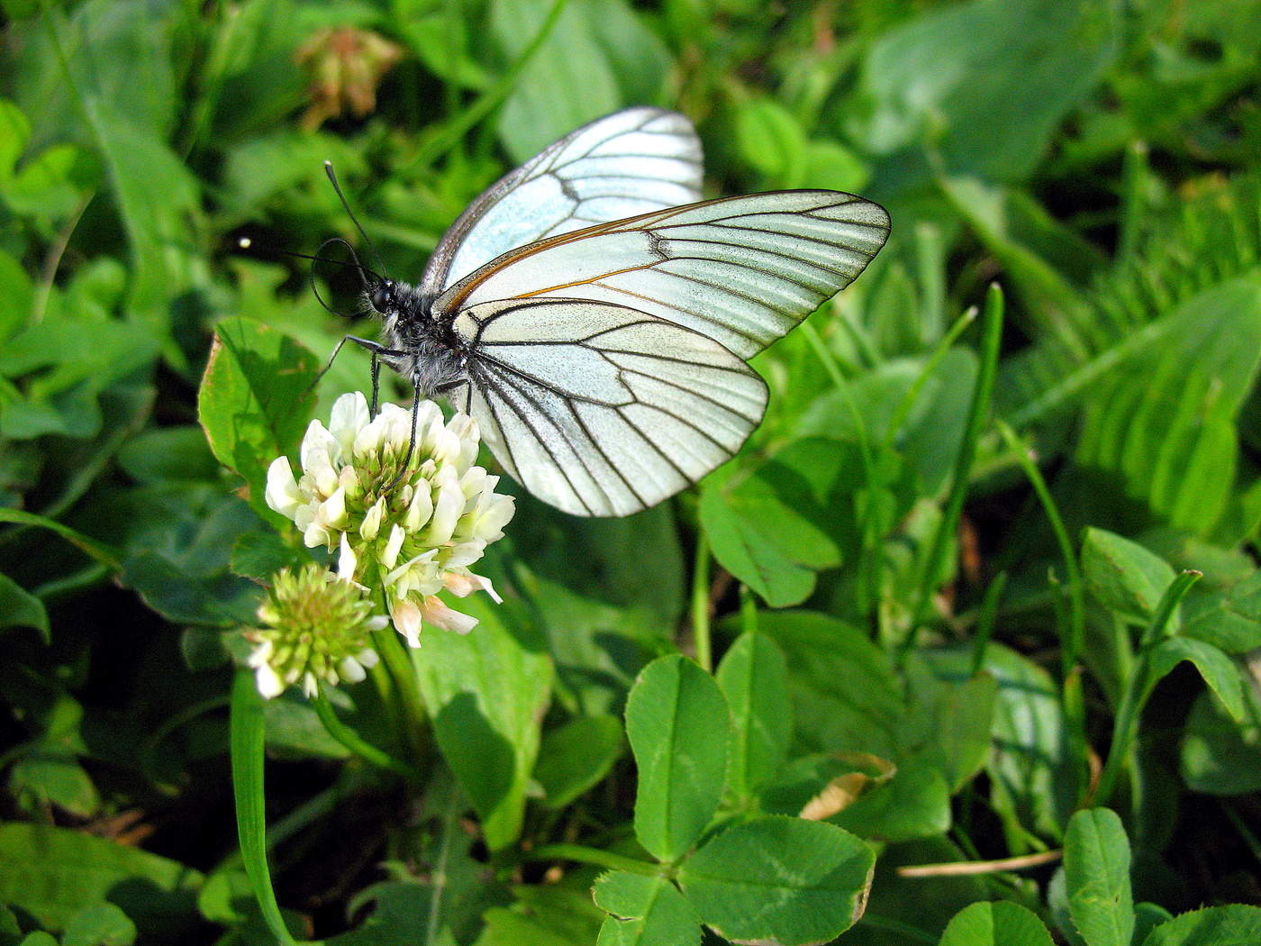 Schmetterling