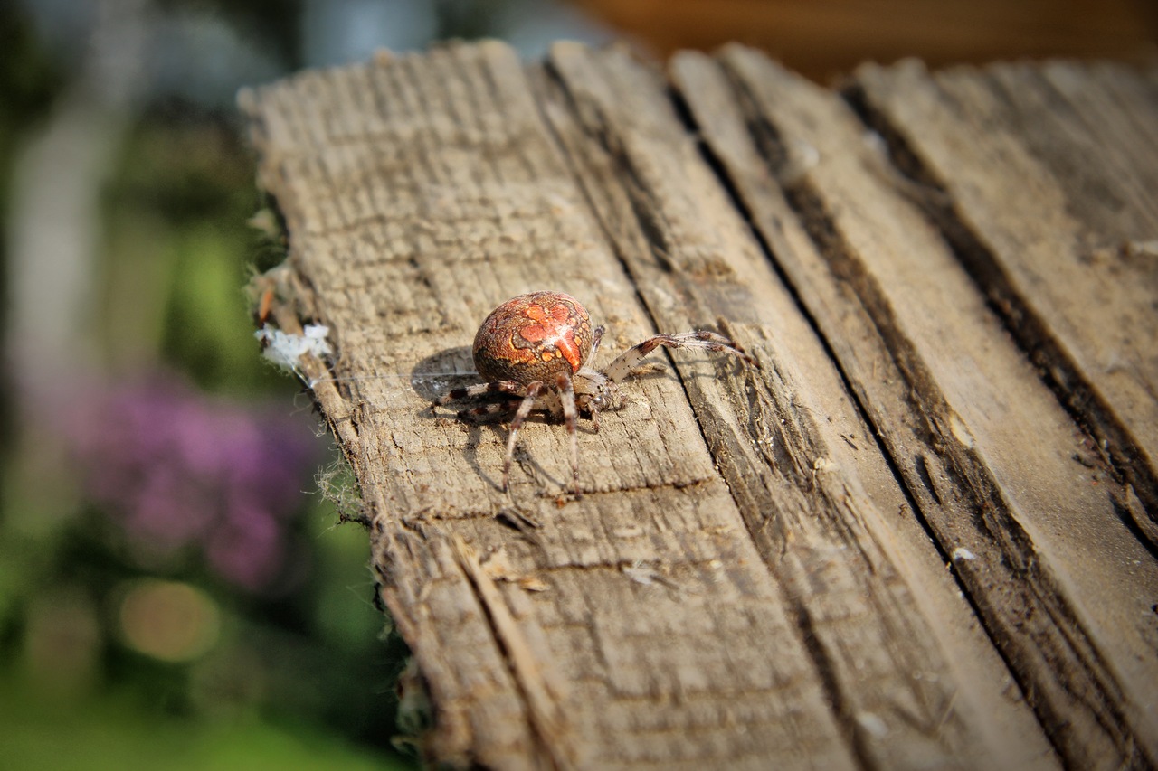 Araneus marmoreus