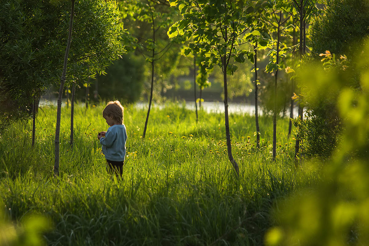 Wenn die Bäume groß