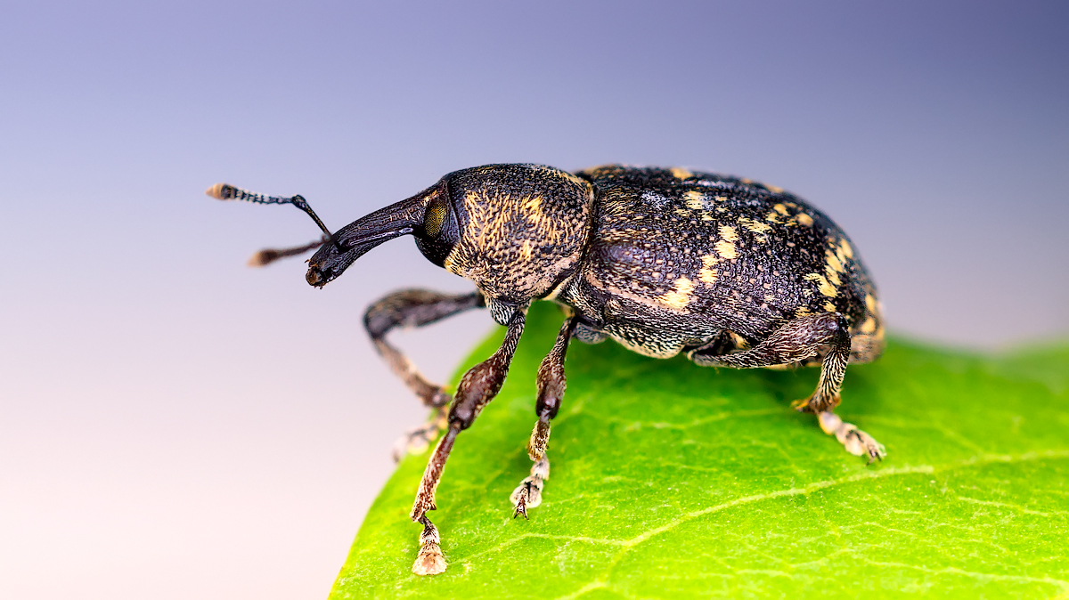 Weevil