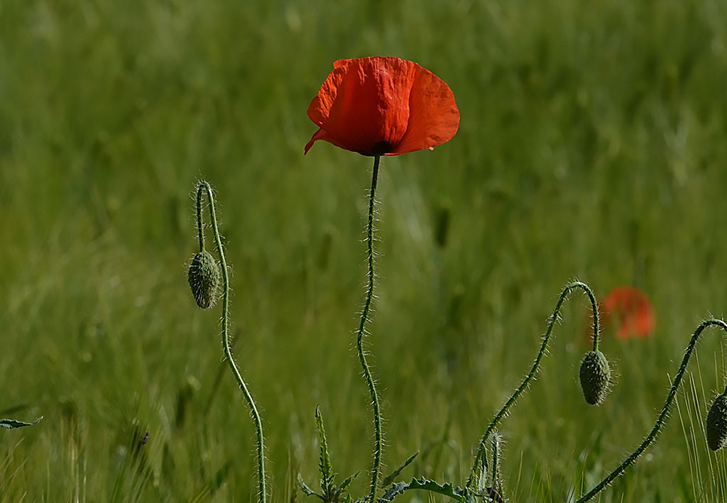Mohn