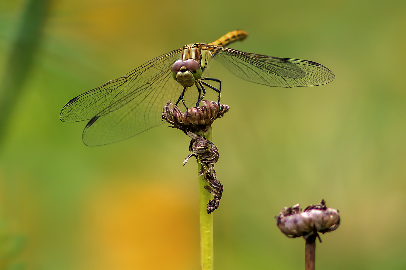 Dragonfly