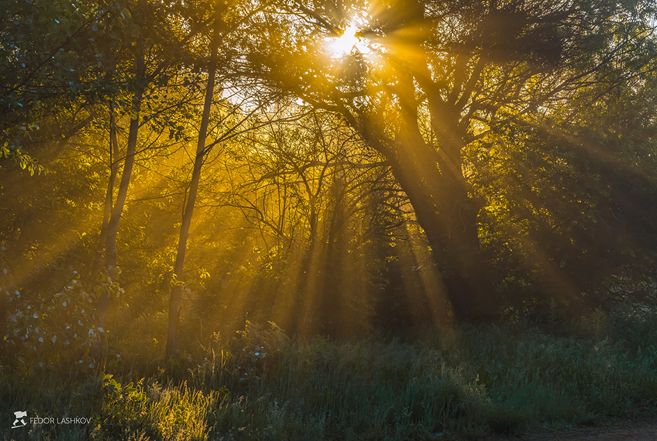 Im Wald in der Dämmerung