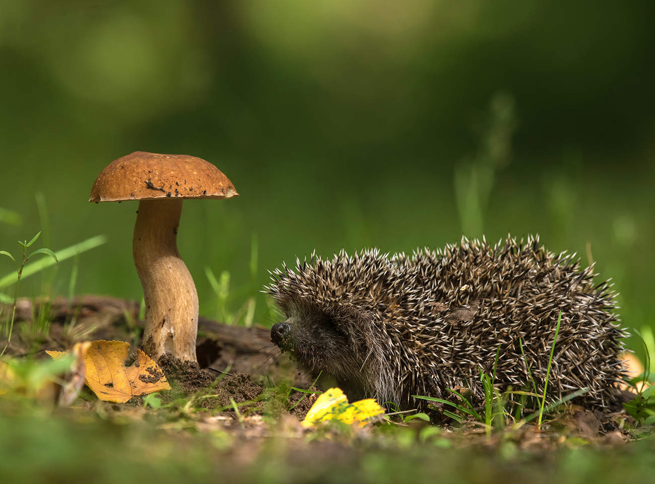 Das Bild des Waldes.