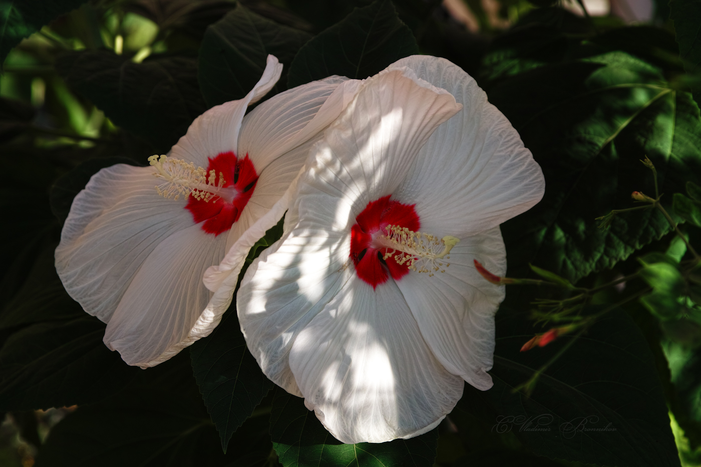 Zärtlichkeit und Gnade