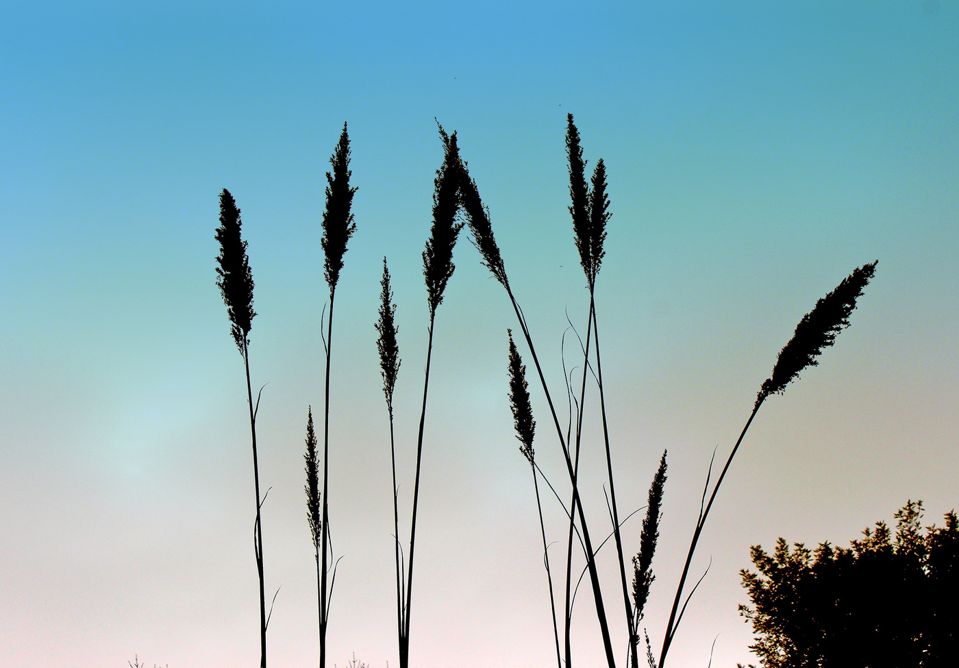 Rauschende Blätter ...