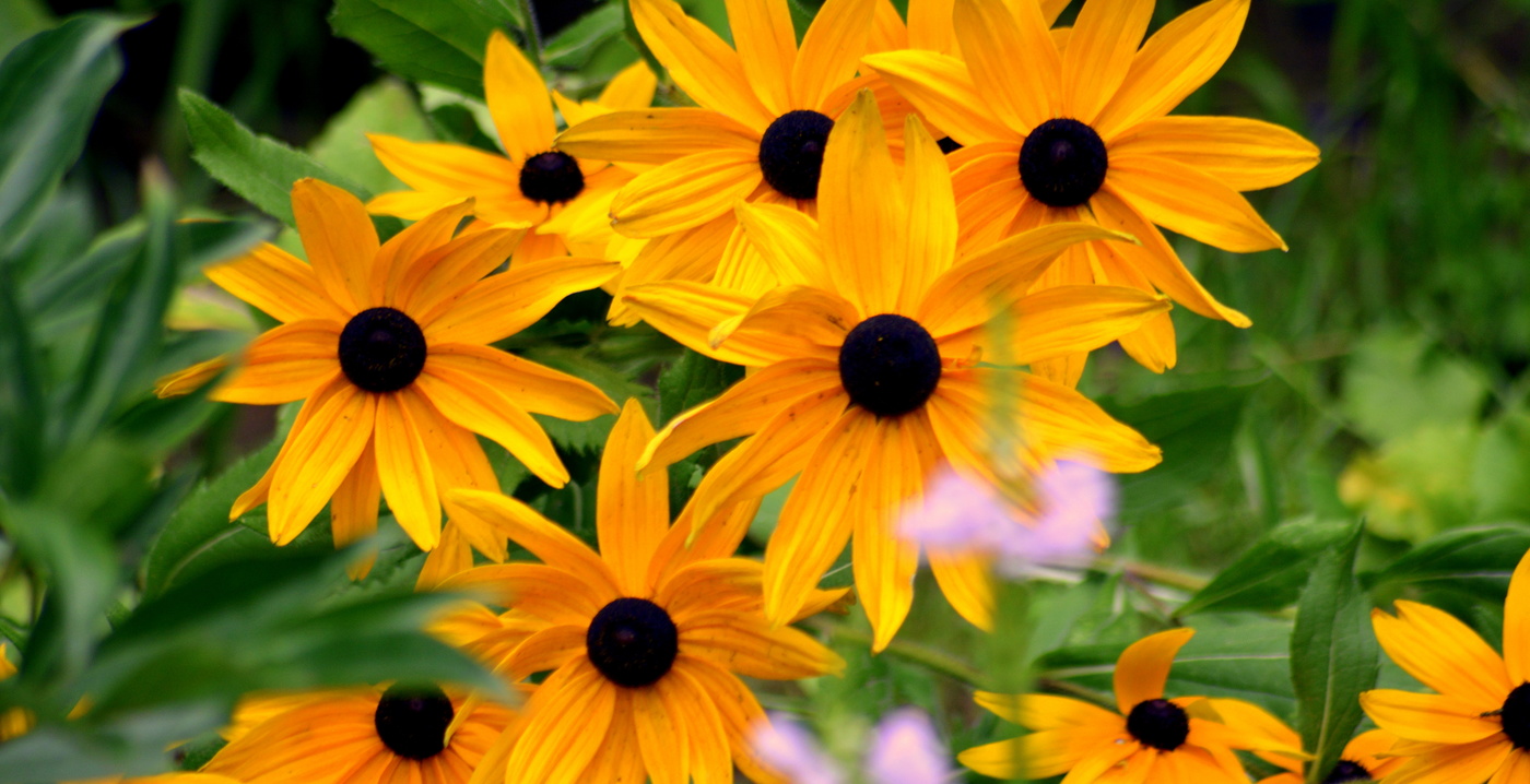 Nikolay Nikolaevich Shulga