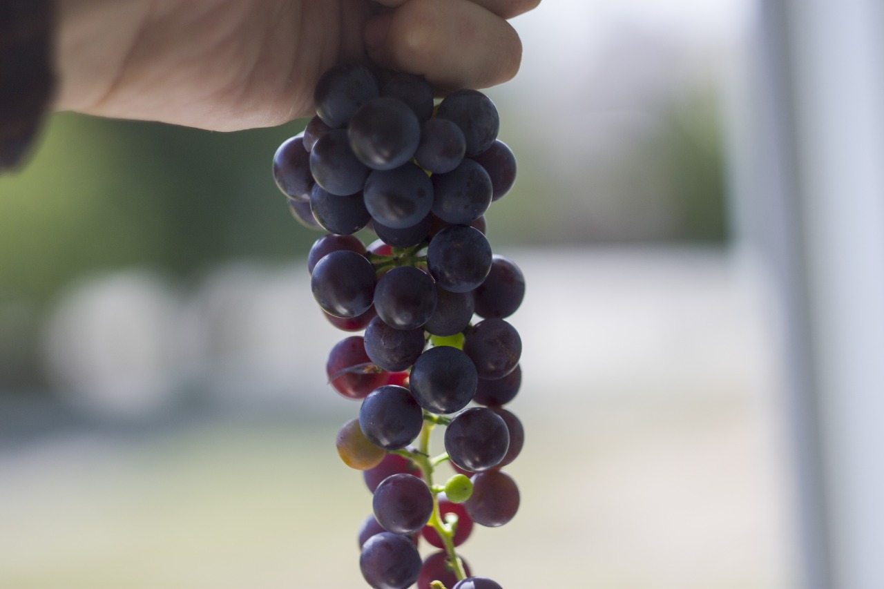 Trauben