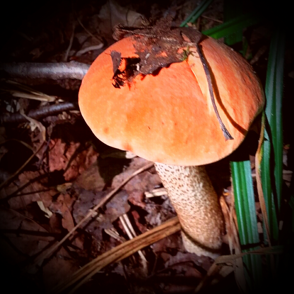 Orange-Schutzkappe Boletus