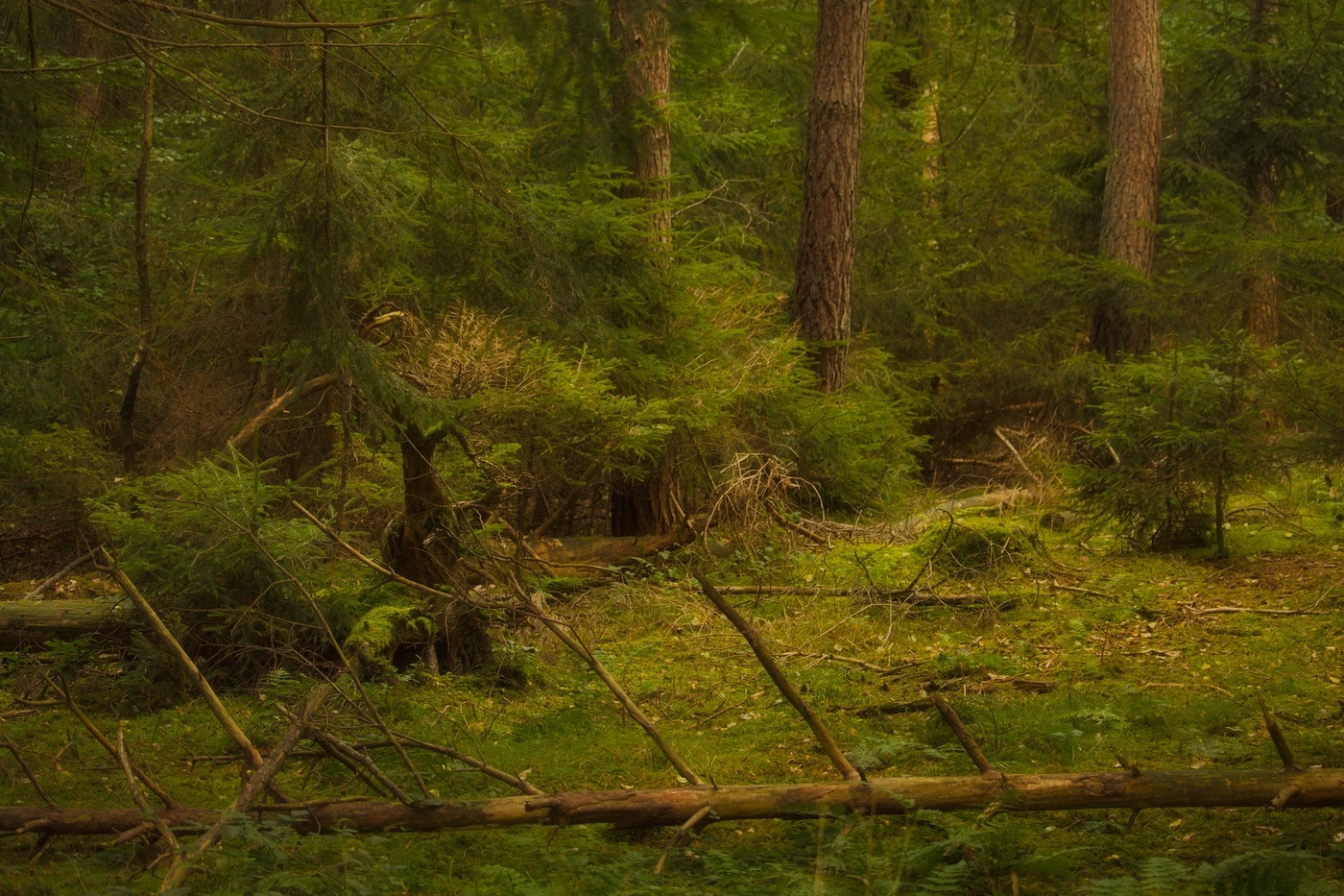 Der letztjährige Rückgang