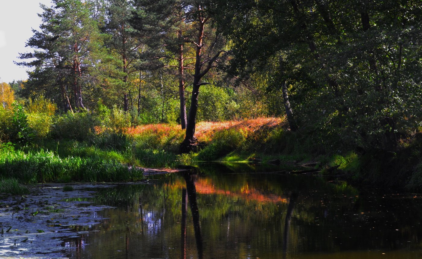 Sommerabend auf dem Teich