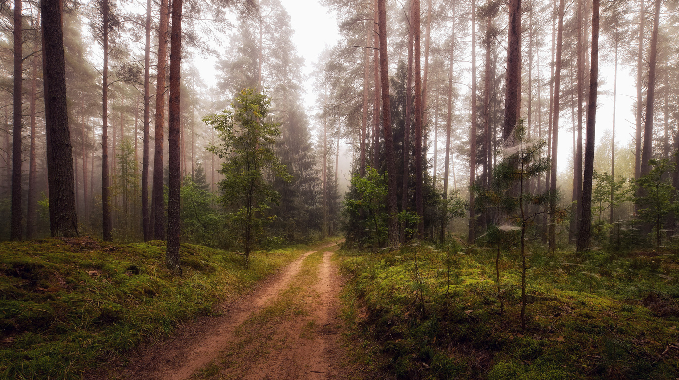 Morgen in der September-Wald