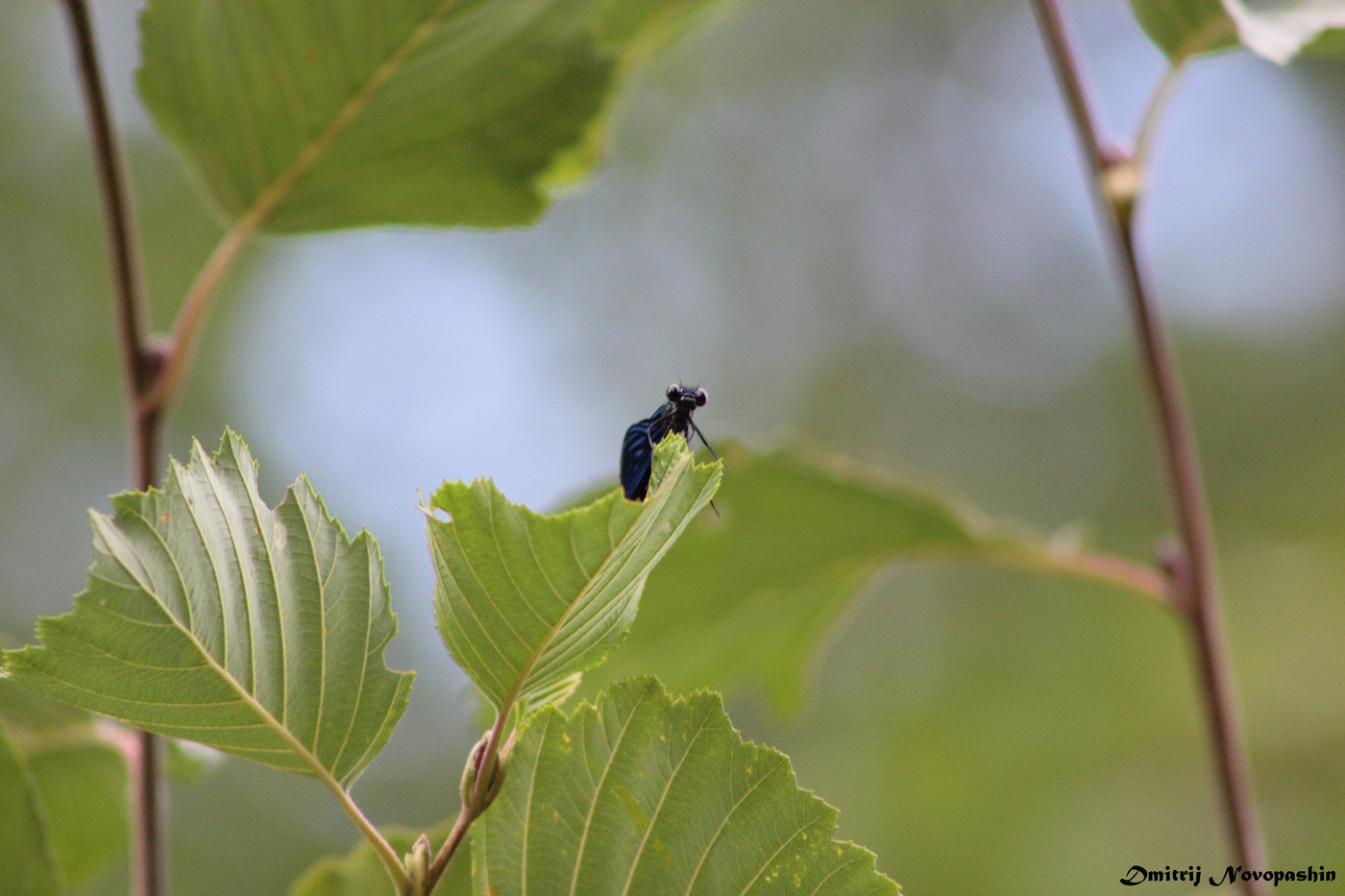 führen Sie das Licht