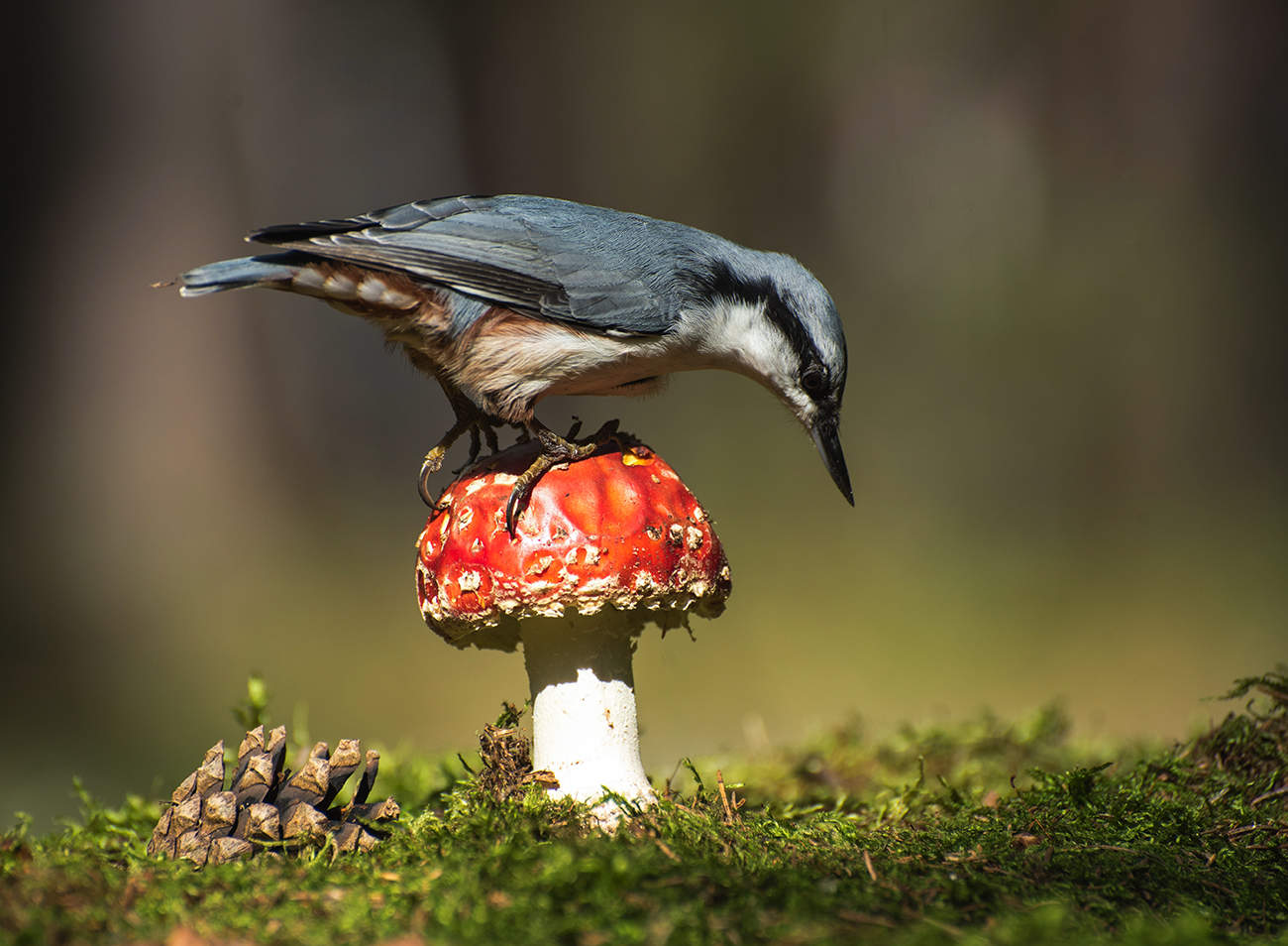 Das Bild des Waldes.