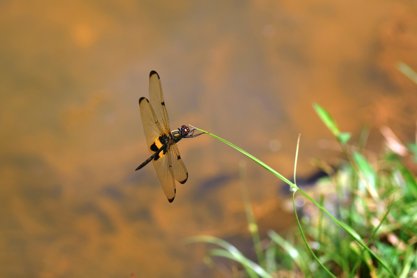 Dragonfly