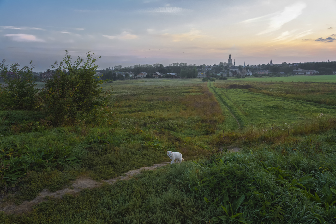 Katze, die von ihm selbst geht