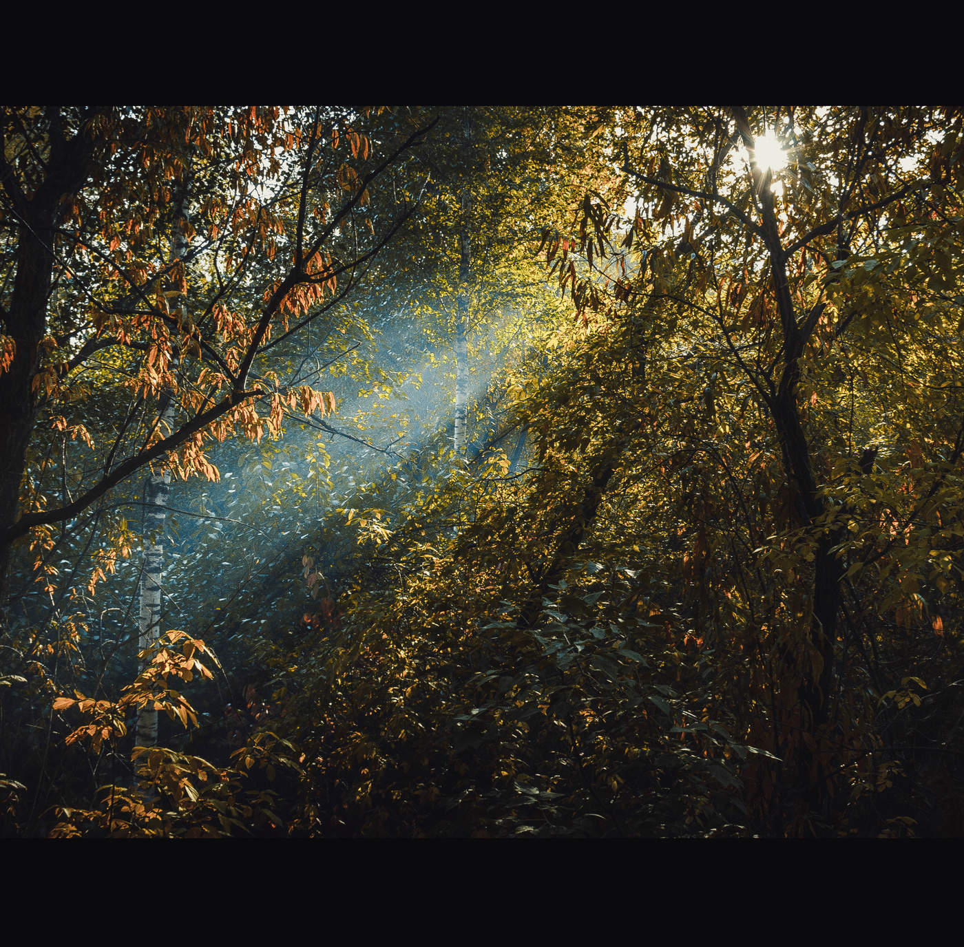 geheimnisvollen Wald