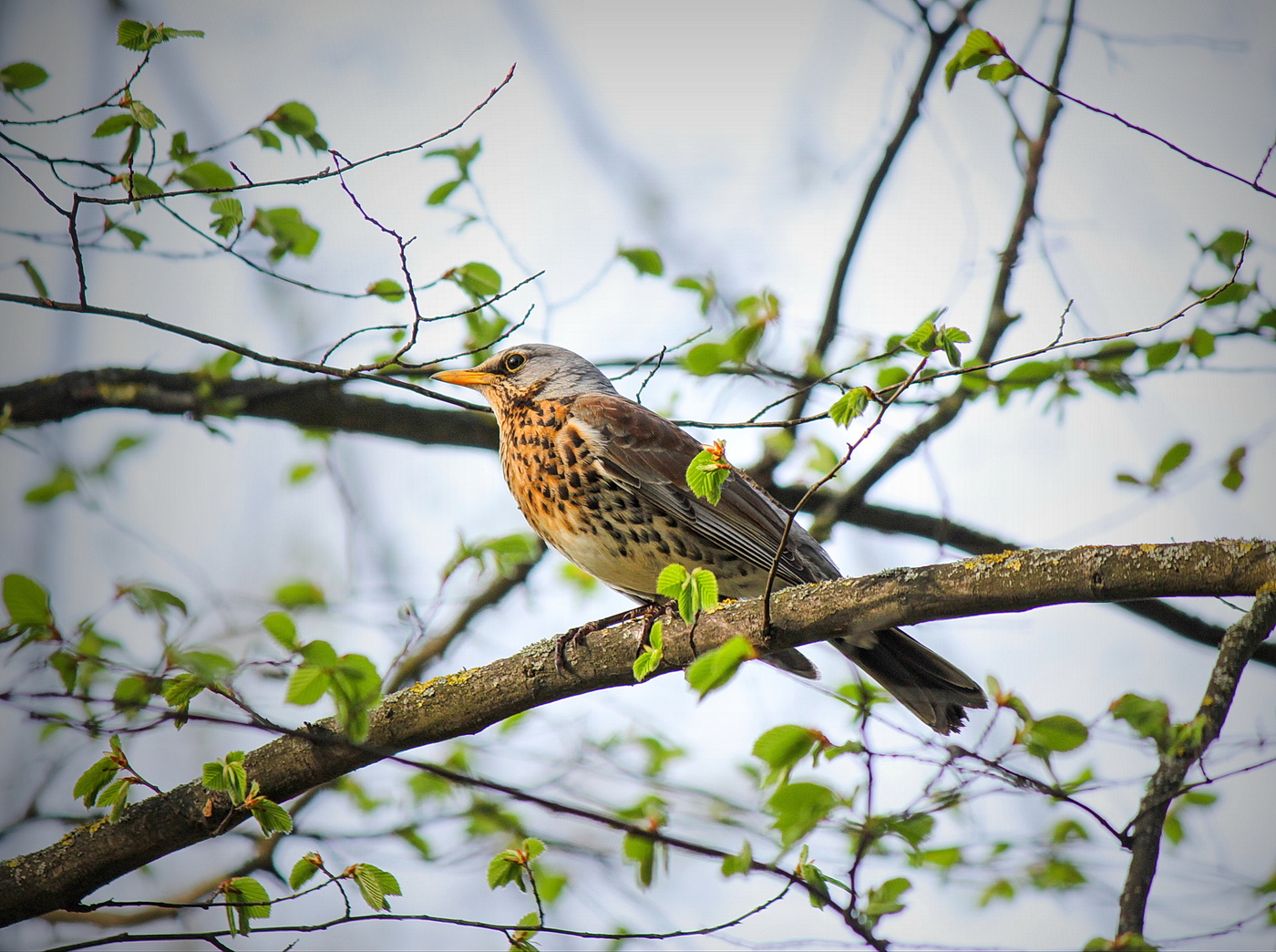 Blackbird Frühling