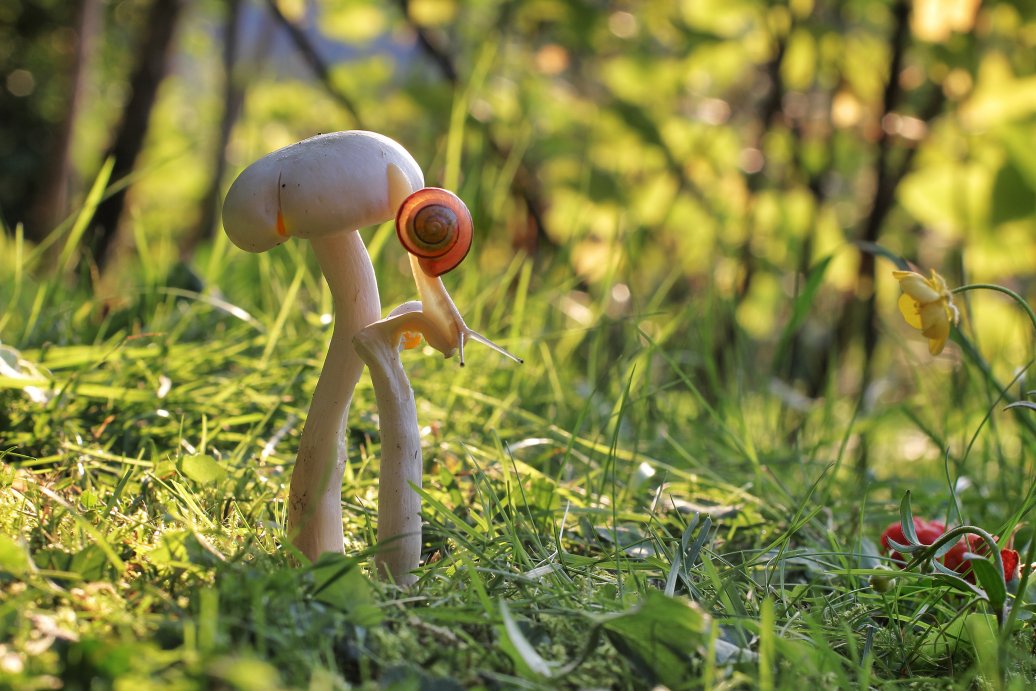 auf der sonnigen Wiese