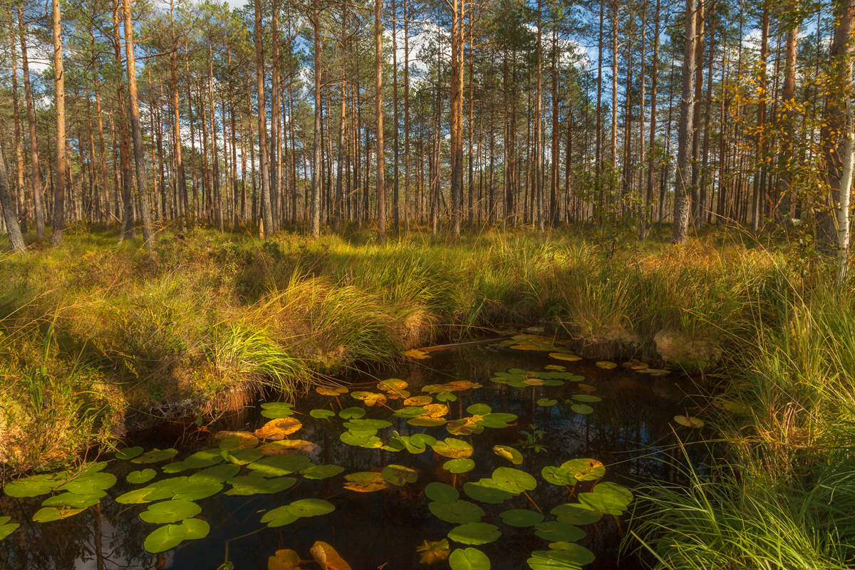 In den herbstlichen Wald ...