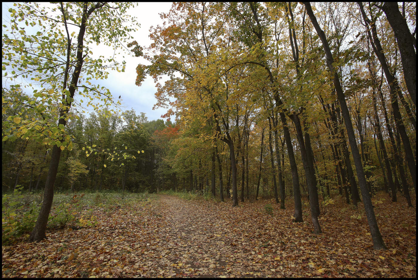in den herbstlichen Wald