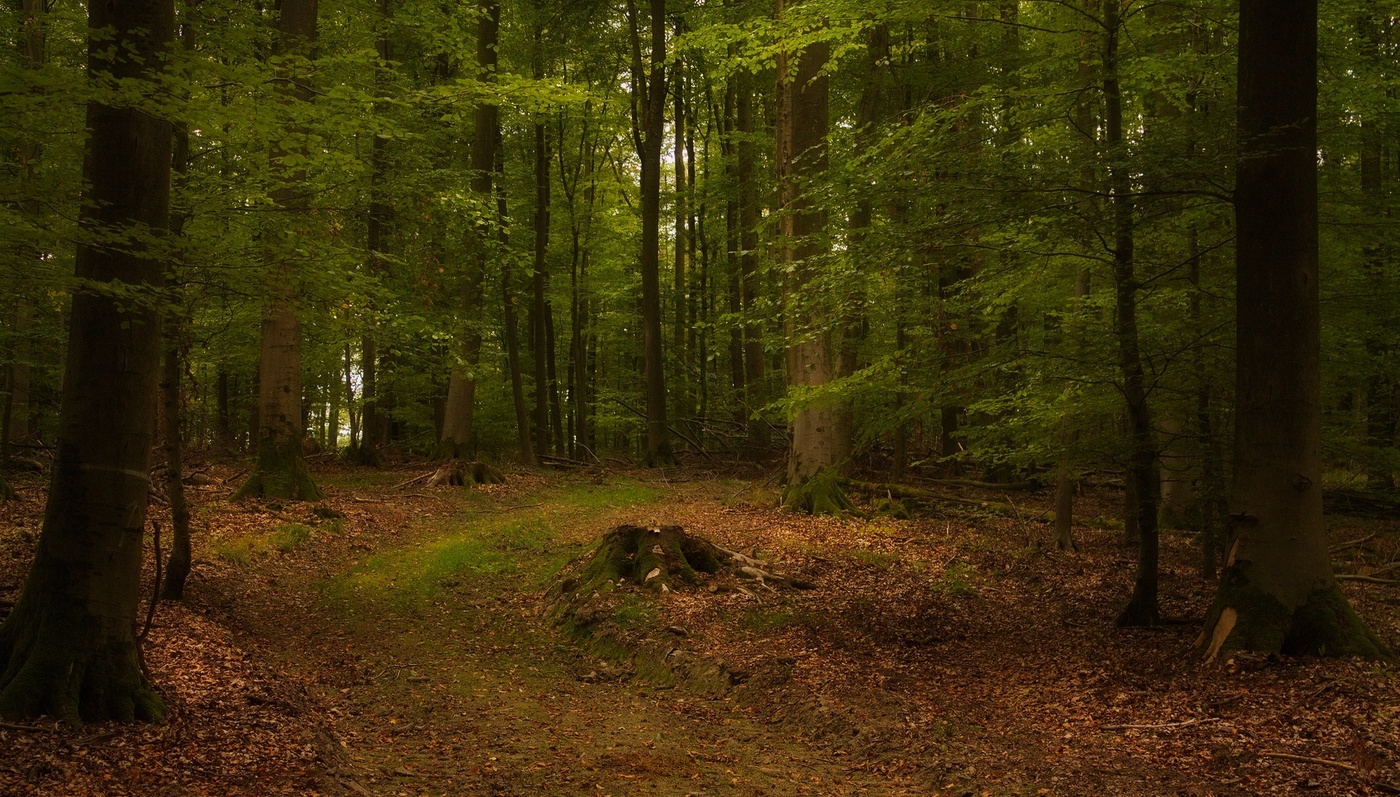 Setzen Sie sich nicht auf einen Baumstumpf ...