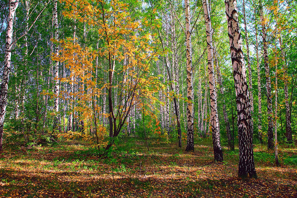 Herbstfarben der Natur.