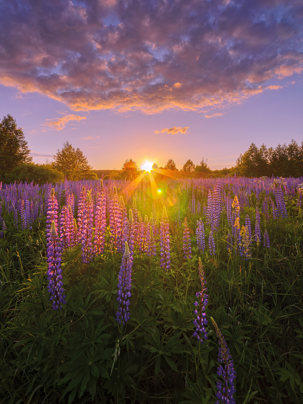In den Abendstrahlen