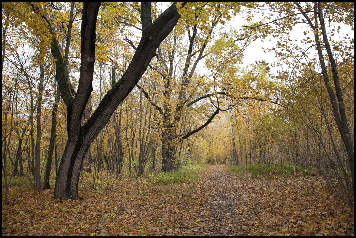 in den herbstlichen Wald