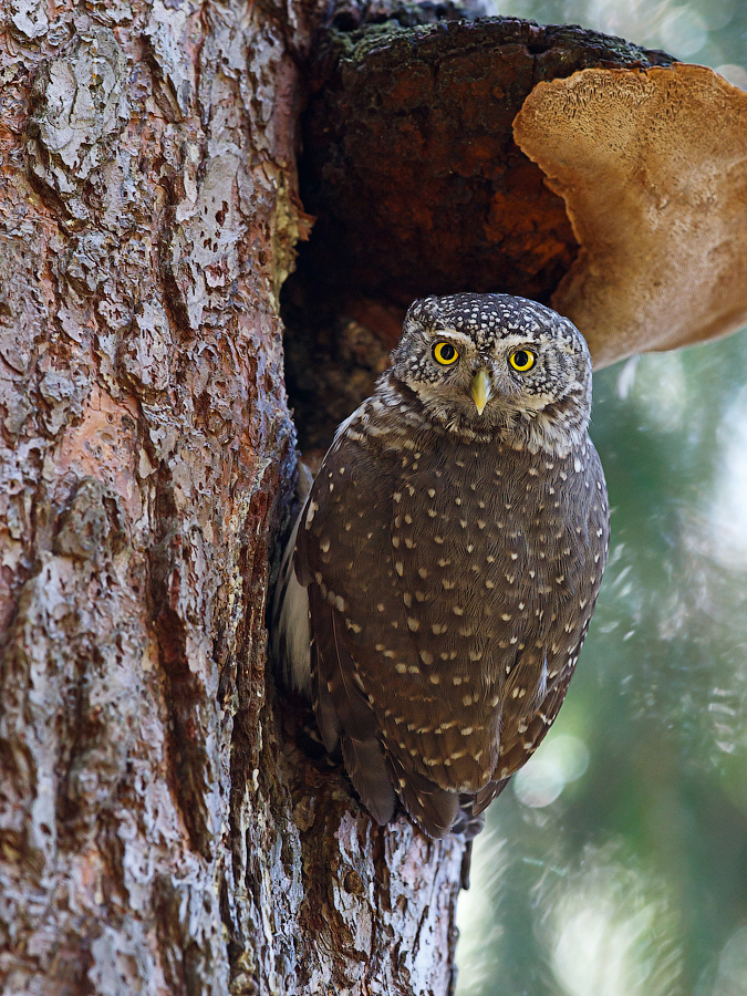 Unter dem Dach seines Hauses