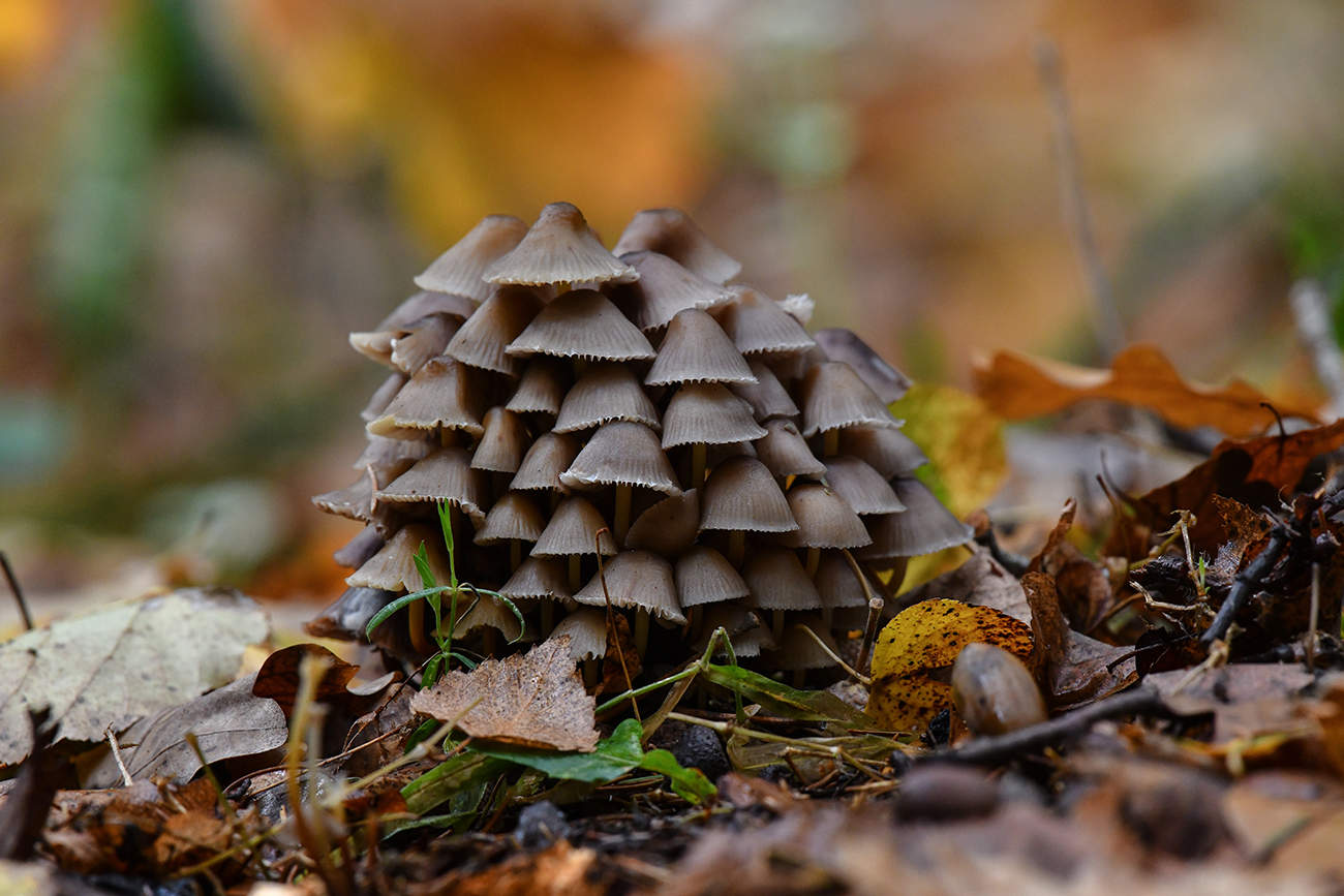 Der Geruch des Herbstes