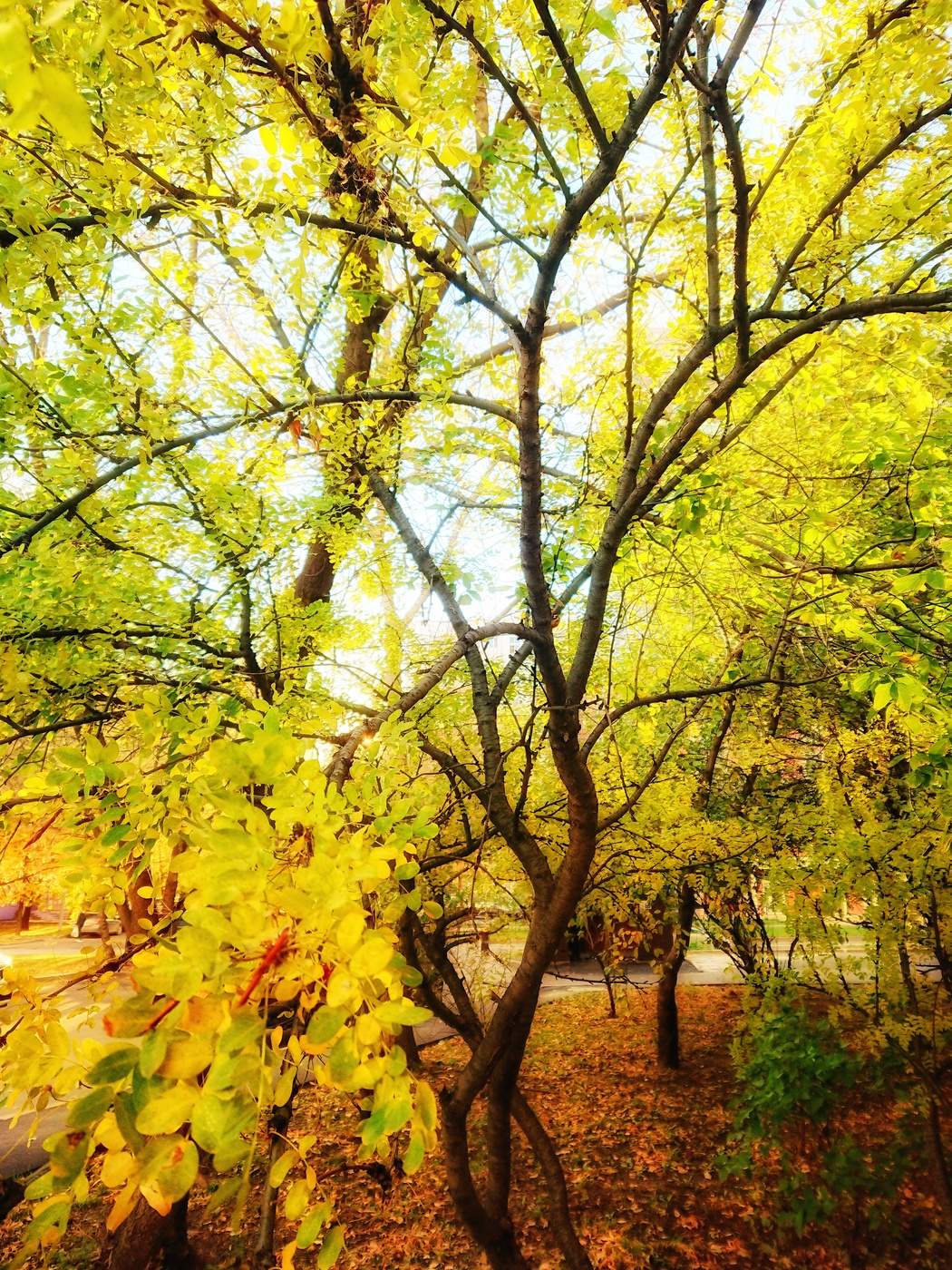 Der Geruch des Herbstes