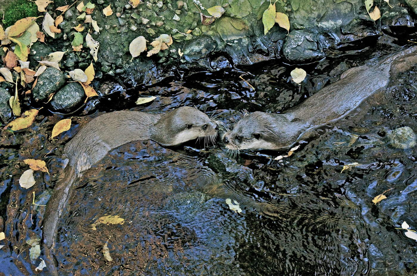 Der Geruch des Herbstes