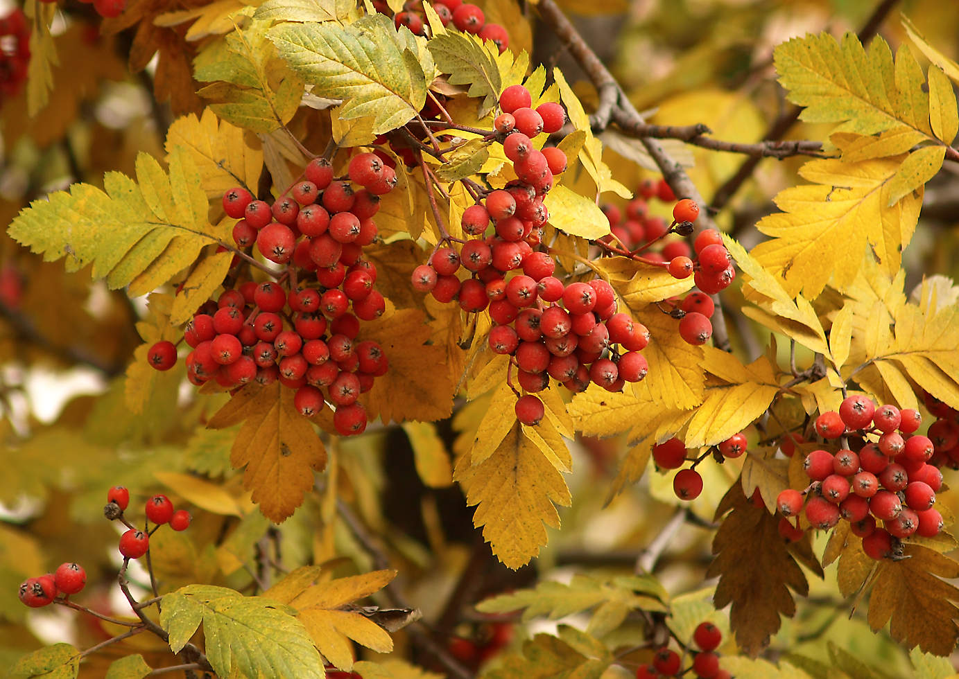 Der Geruch des Herbstes