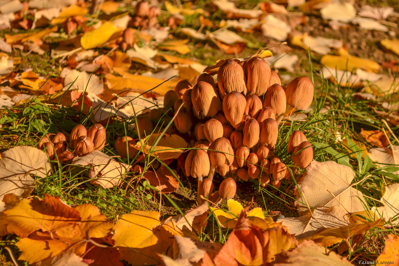 Der Geruch des Herbstes