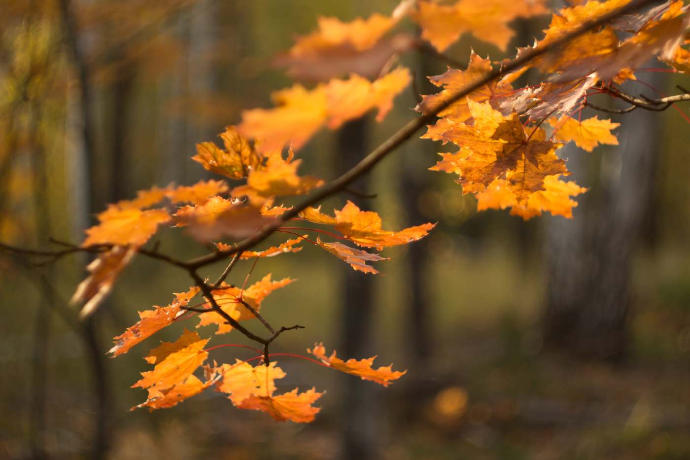 Der Geruch des Herbstes