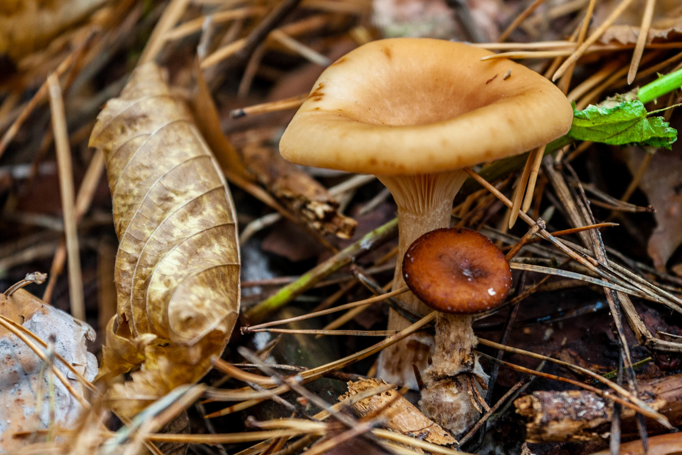 Der Geruch des Herbstes