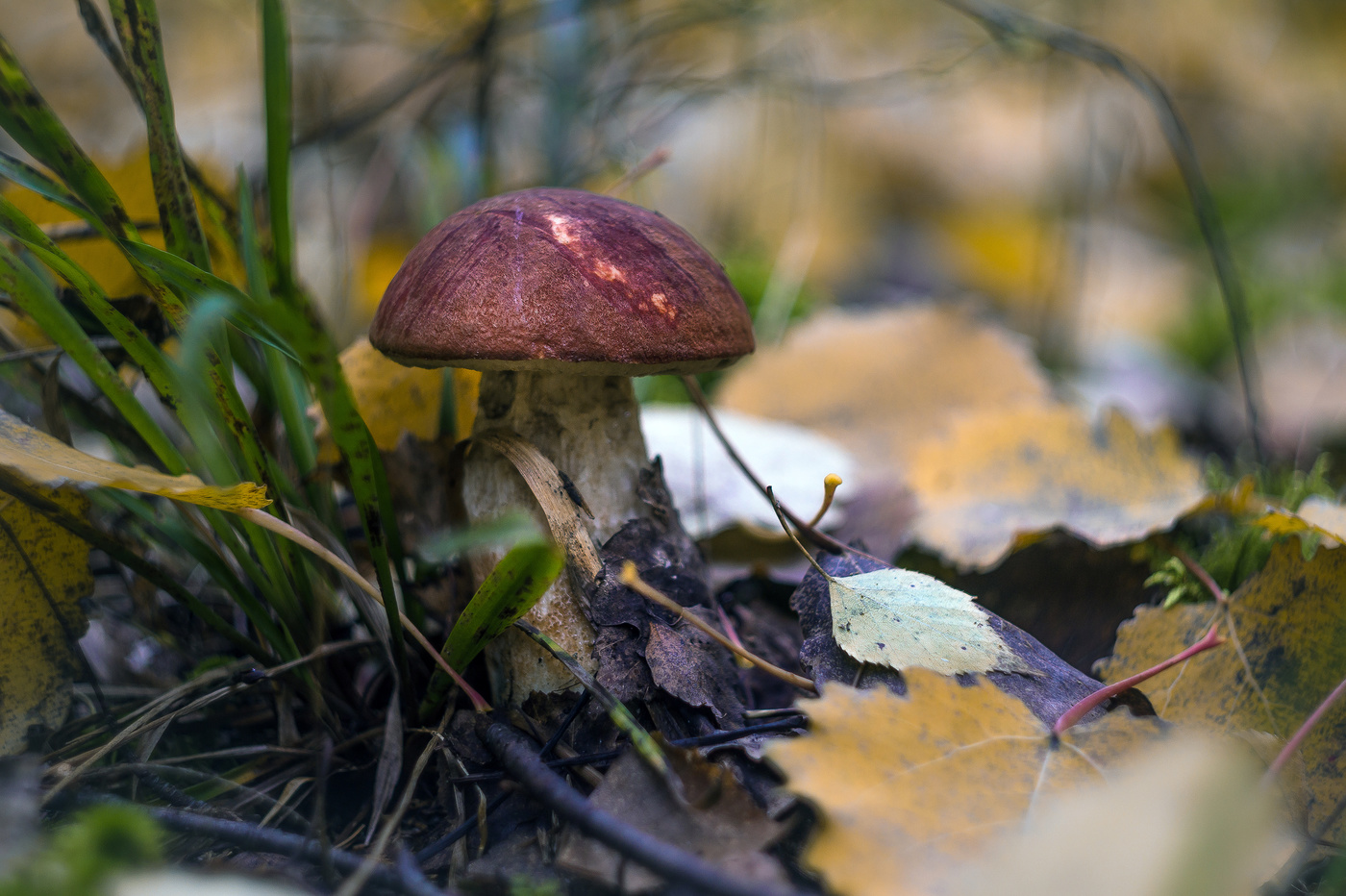 Der Geruch des Herbstes