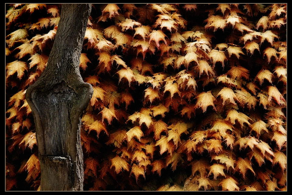 Der Geruch des Herbstes