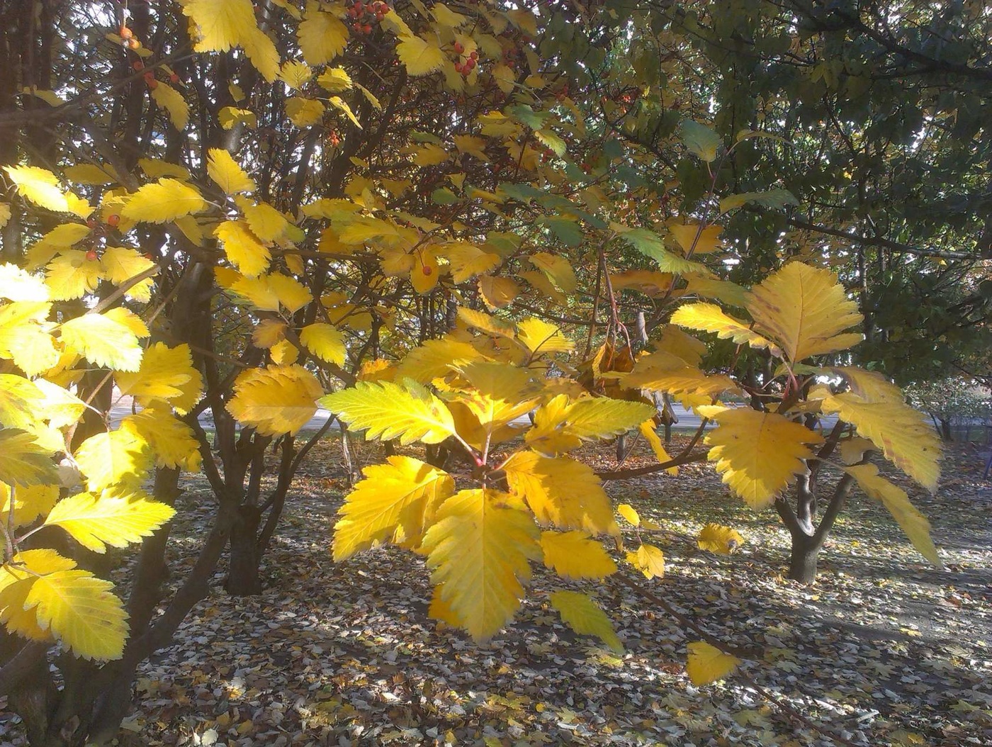 Der Geruch des Herbstes