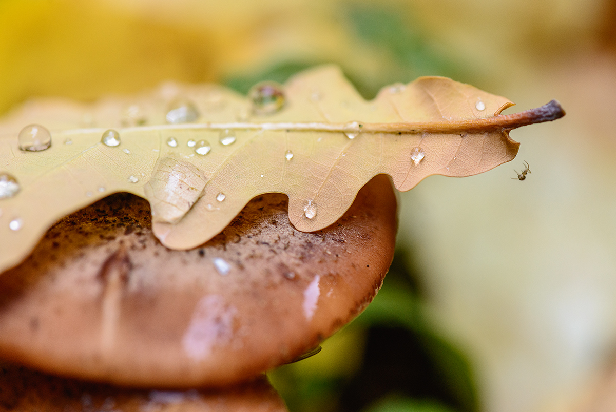 Der Geruch des Herbstes